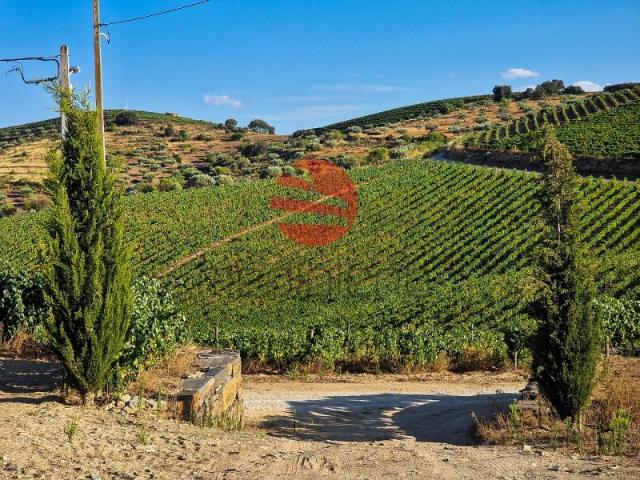 QUINTA NO DOURO SUPERIOR