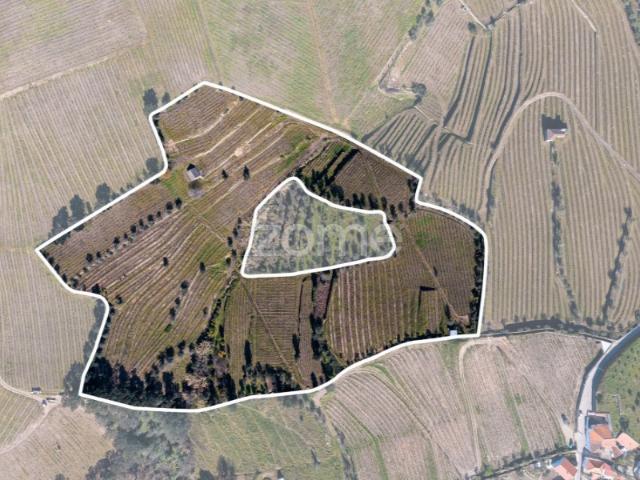 Quinta na Régua para produção vinícola