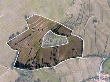 Quinta na Régua para produção vinícola