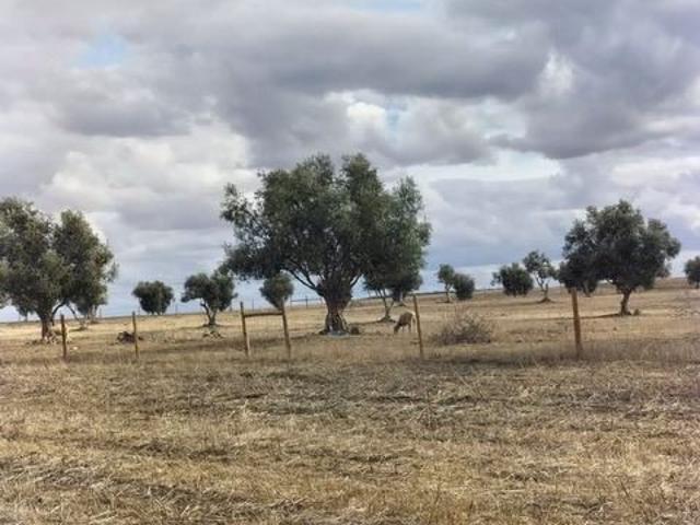 Quinta, para venda, Beja Beja