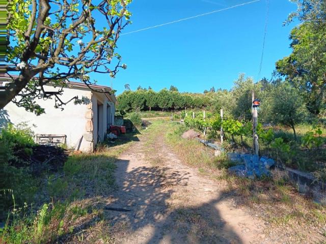 Quinta Rural com Vista sobre a Vila de Mação