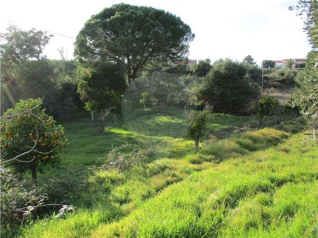 Quinta T0 à venda em Castelo Branco