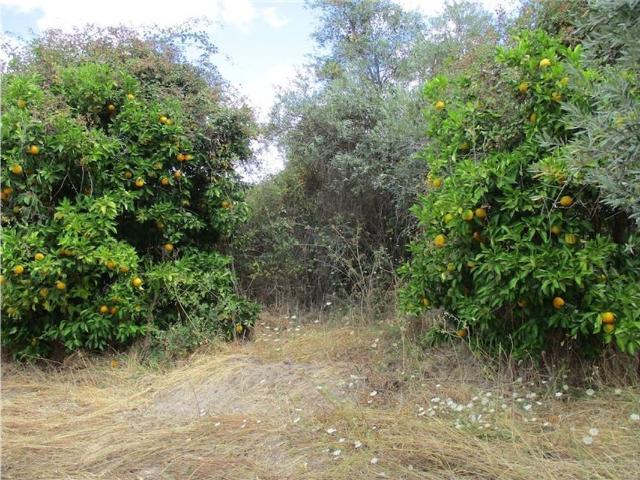 Quinta T0 à venda em Castelo Branco