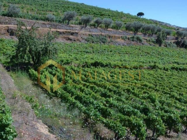 Quinta T4 de 4 hectares em Canelas do Douro próximo do Rio Douro