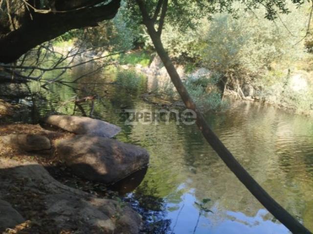 Quinta Única Encostada ao Rio Mondego Um Refúgio Natural de Sonho
