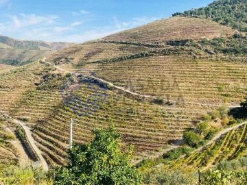 Quinta Vinícola Douro 58ha Letra A 1200m² Ervedosa Do Douro