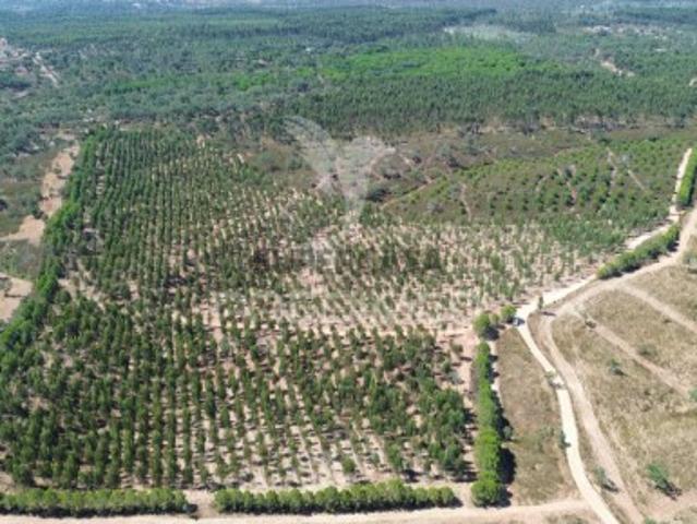 Quintas e casas rústicas em São Teotónio