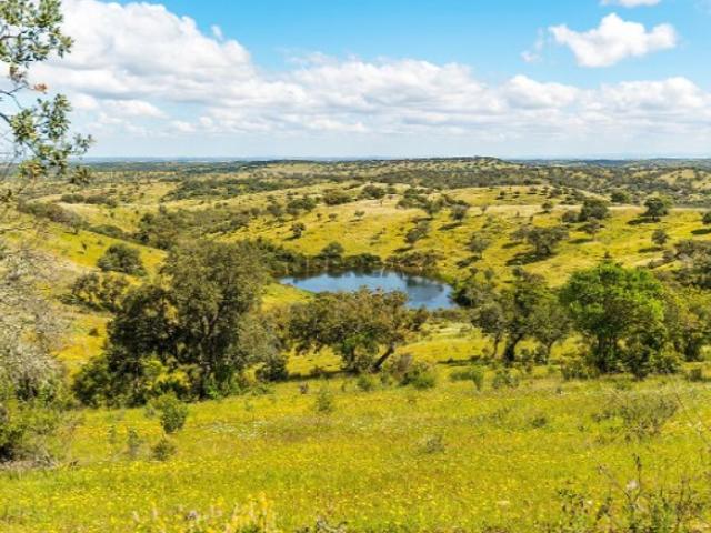 Quintas e casas rústicas em Santo Aleixo da Restauração