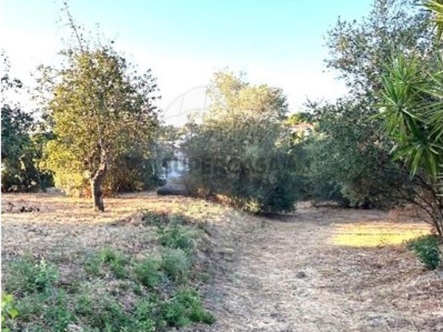 Quintas e casas rústicas T0 em Coruche