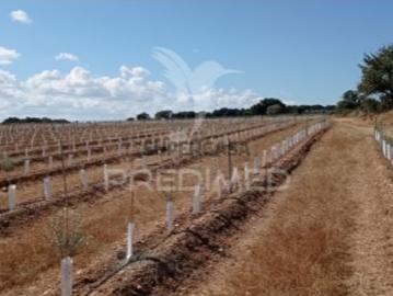 Quintas e casas rústicas T0 em Cano