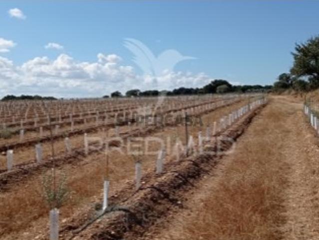 Quintas e casas rústicas T0 em Cano