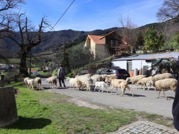 Quintas e casas rústicas T10 em Santa Maria