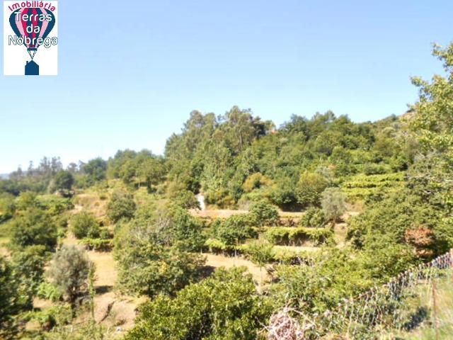 Quintinha