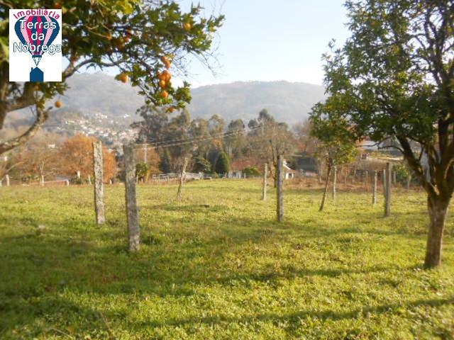 Quintinha