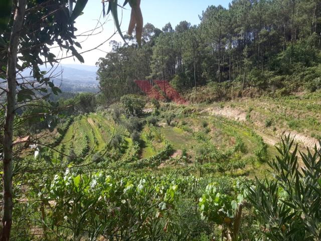 Quintinha Com Ruína Ponte de Lima
