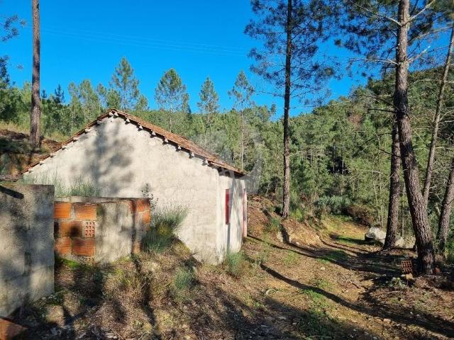 Quintinha de Chã Terreno rústico com construção em betão e muitas árvores