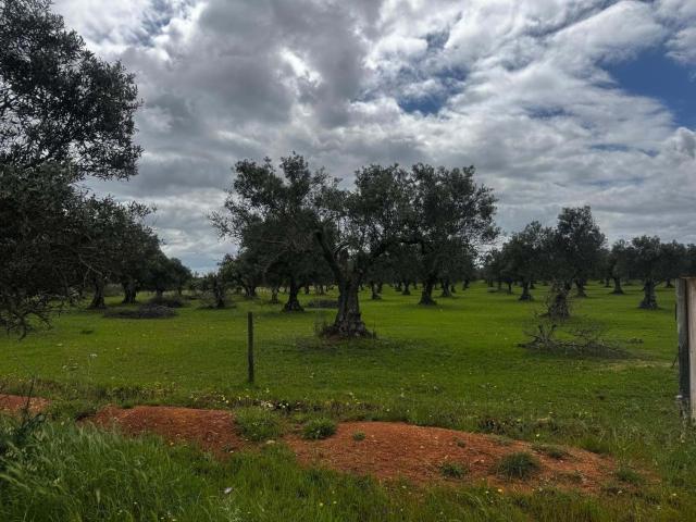 Quintinha toda vedada com 3,1375 hectares de terreno próximo de Vila Nova de São Bento/Serpa