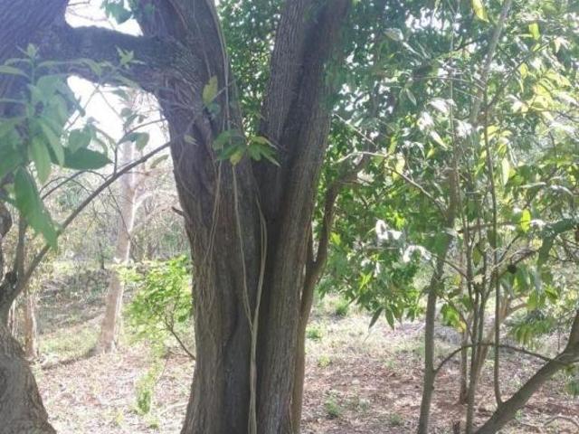 Rancho 122 hectareas 15 minutos Valladolid Cerca tren maya propiedad privada