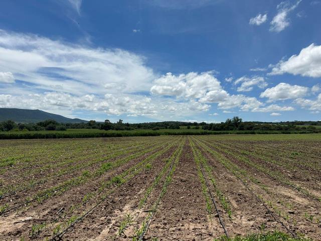 Rancho Agr?cola y Ganadera en venta, Col?n, Quer?taro Sup. 49 HAS Escriturado Con Pozo CONAGUA