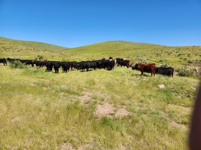 RANCHO GANADERO Y AGRICOLA EN VENTA EN GUERRERO, CHIHUAHUA