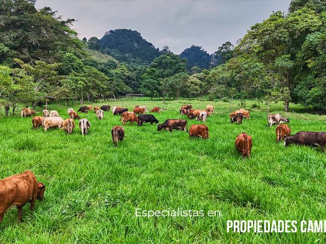 Rancho de 300 HA en Producci?n en Venta a Puerta Cerrada