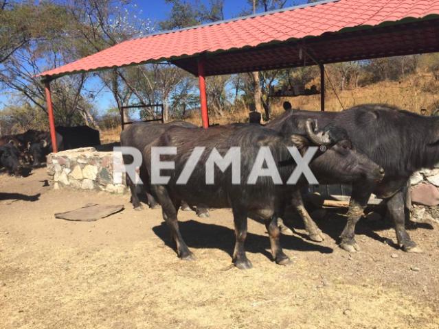 Rancho en Chiautla de Tapia, Puebla en Venta a $3 x m2