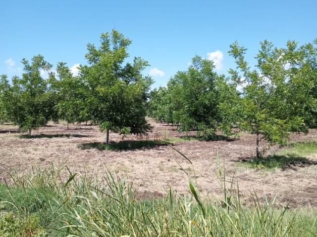 Rancho Nogalero en Venta en Durango
