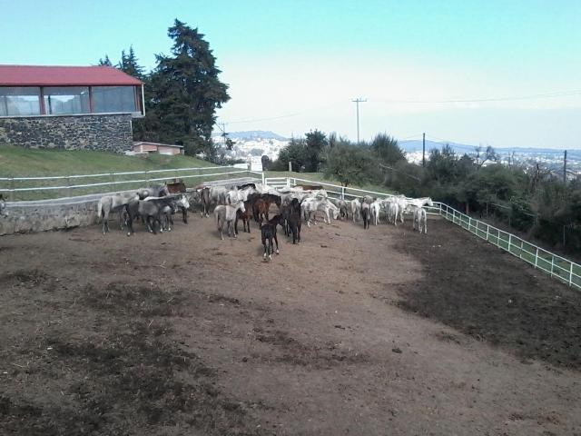 RANCHO SAN MIGUEL AJUSCO