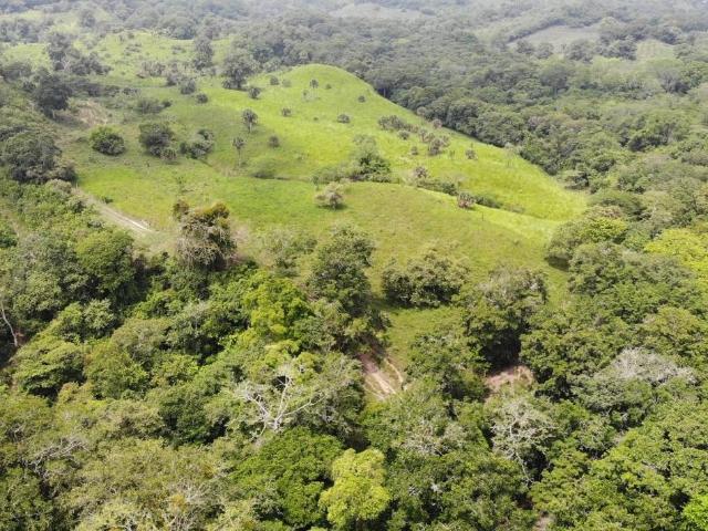 RACHO EN VENTA 184 HAS UBICADAS EN EL NARANJAL, TAMIAHUA VERACRUZ