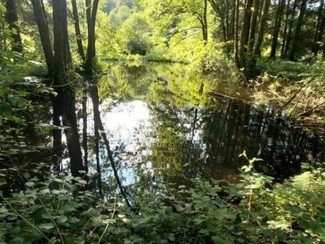 Rare à la vente secteur mille étangs ! Etang avec terrain et cabanon