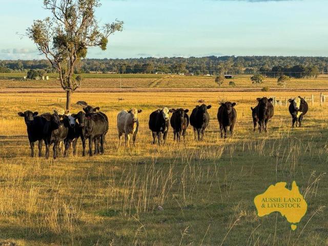 Rare as Hen's Teeth 22.66ha 56 acres on the edge of Kingaroy