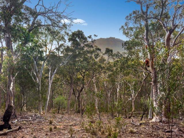 Rare Capertee Valley Bush Retreat 18.14ha of Untouched Natural Beauty with Dwelling Entitlement STCA