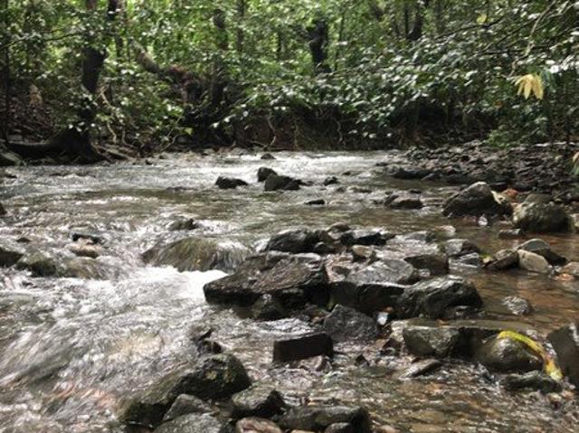 Rare Elevated 1.48ha Rainforest Acreage Privacy, Access & Location