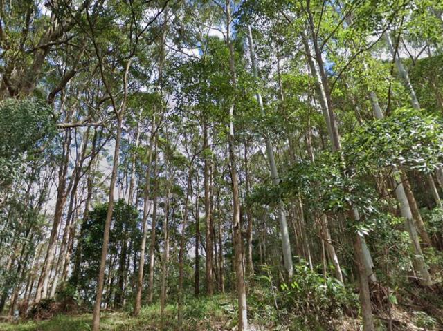 Rare Tamborine Mountain Landholding 8,802sqm