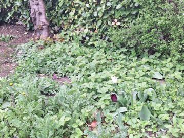 Rarität, Kleingarten inkl. Haus unbefristet anzumieten