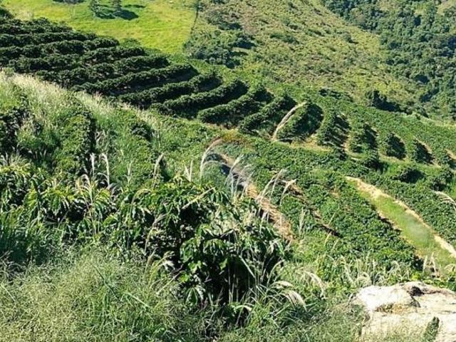 RE/MAX VENDE SÍTIO DE CAFÉ COM 16 HECTARES NA ÁREA RURAL SÃO SEBASTIÃO DA GRAMA SP