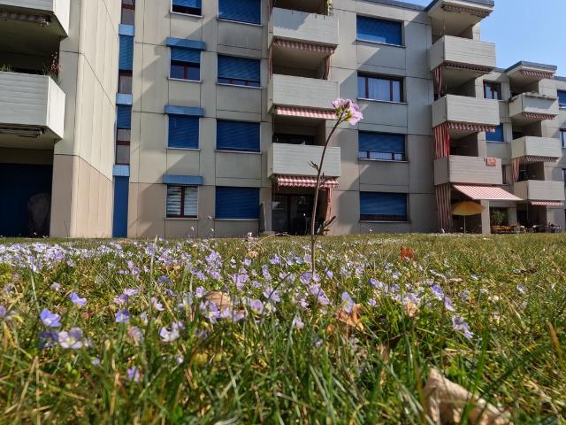 Rent a 4 ½ rooms apartment in Langenthal Flatfox