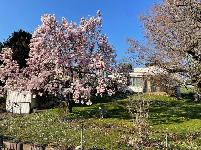 Rent a 5 rooms single house in Witterswil Flatfox