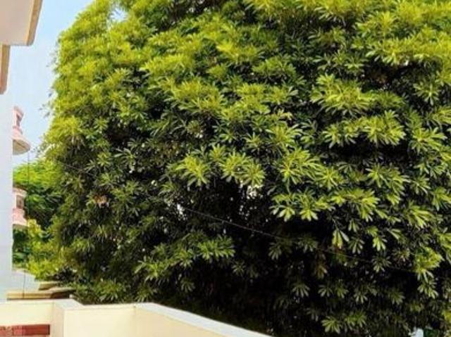 Rental | 2 BHK + Pooja Room 1550 Sq.Ft. Independent House in Sector 41