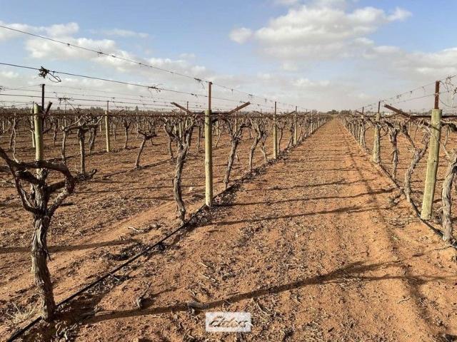 Renowned Table Grape Holding Merbein South