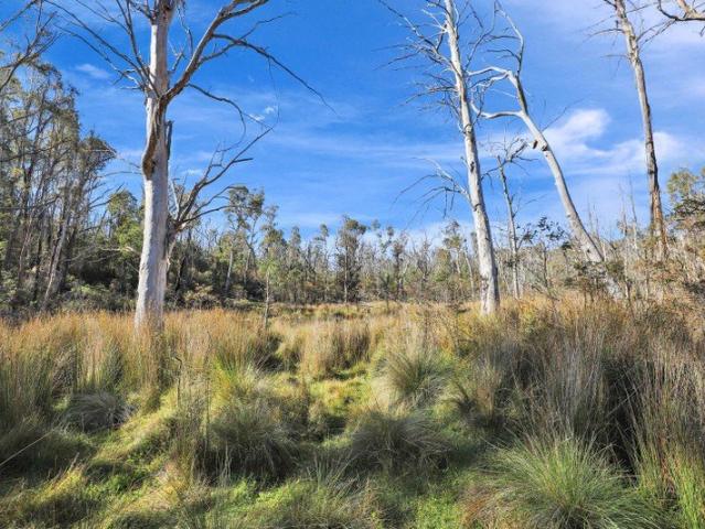 Recreational or forestry opportunity