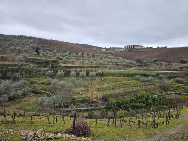 Refúgio Único no Coração do Douro
