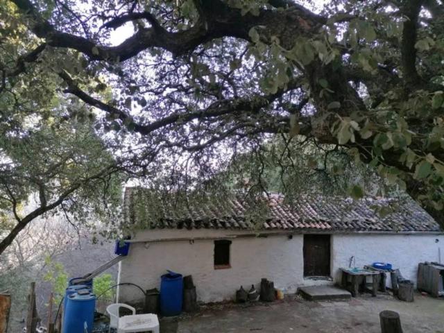 Ref. 417 Casa de campo en finca de 4 Ha de castañar en Faraján