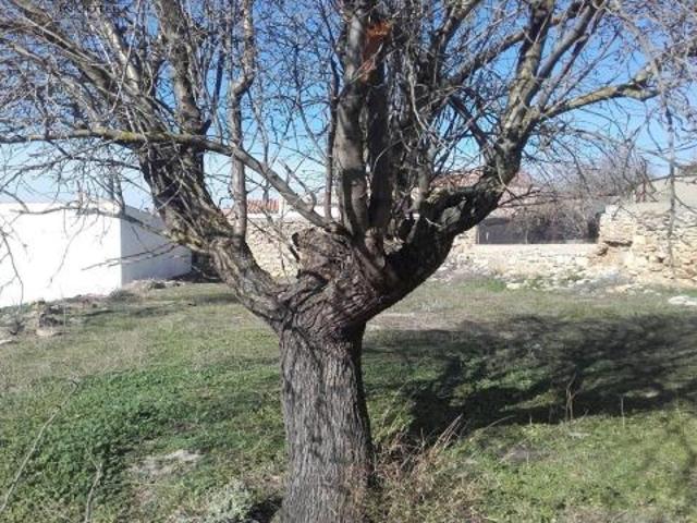 REF: C101 GRUPO INMOTEKA INMOBILIARIA VENDE CASA CON TERRENO EN ALATOZ ALBACETE