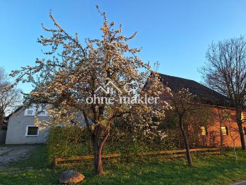 Bullen, Niederrhein, Nordrhein-Westfalen