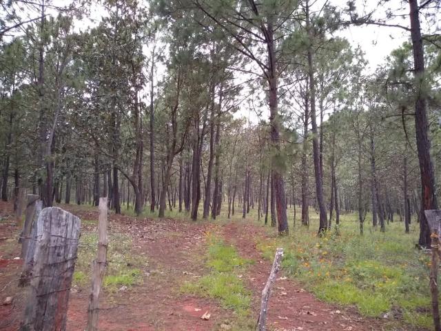 RESERVA NATURAL DE 130 HECTÁREAS EN TALPA DE ALLENDE