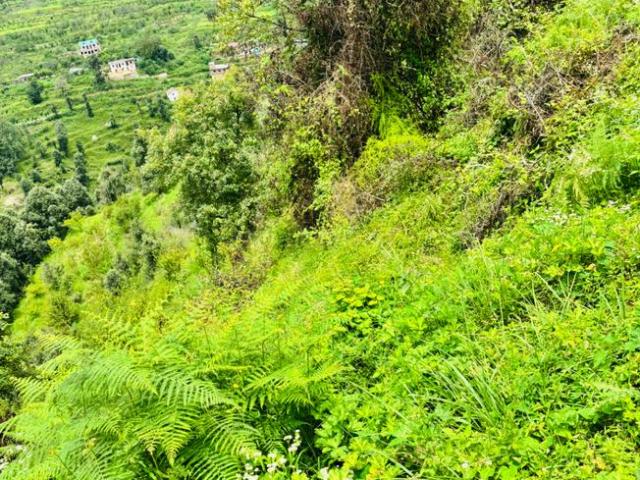 Residential Plot in Mukteshwar for resale Nainital. The reference number is 20926755