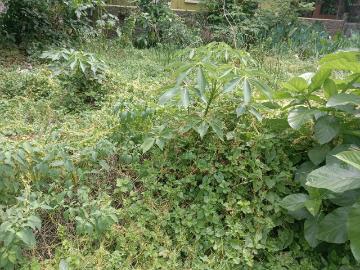 Residential Plot in Madurdaha for resale Kolkata. The reference number is 20344134