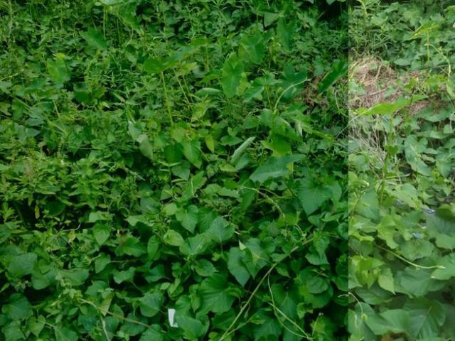 Residential Plot in Maheshtala for resale Kolkata. The reference number is 7057401
