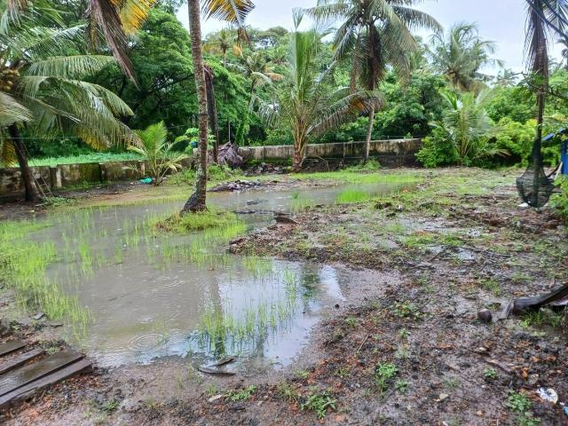 Residential Plot in Maradu for resale Kochi. The reference number is 19174524